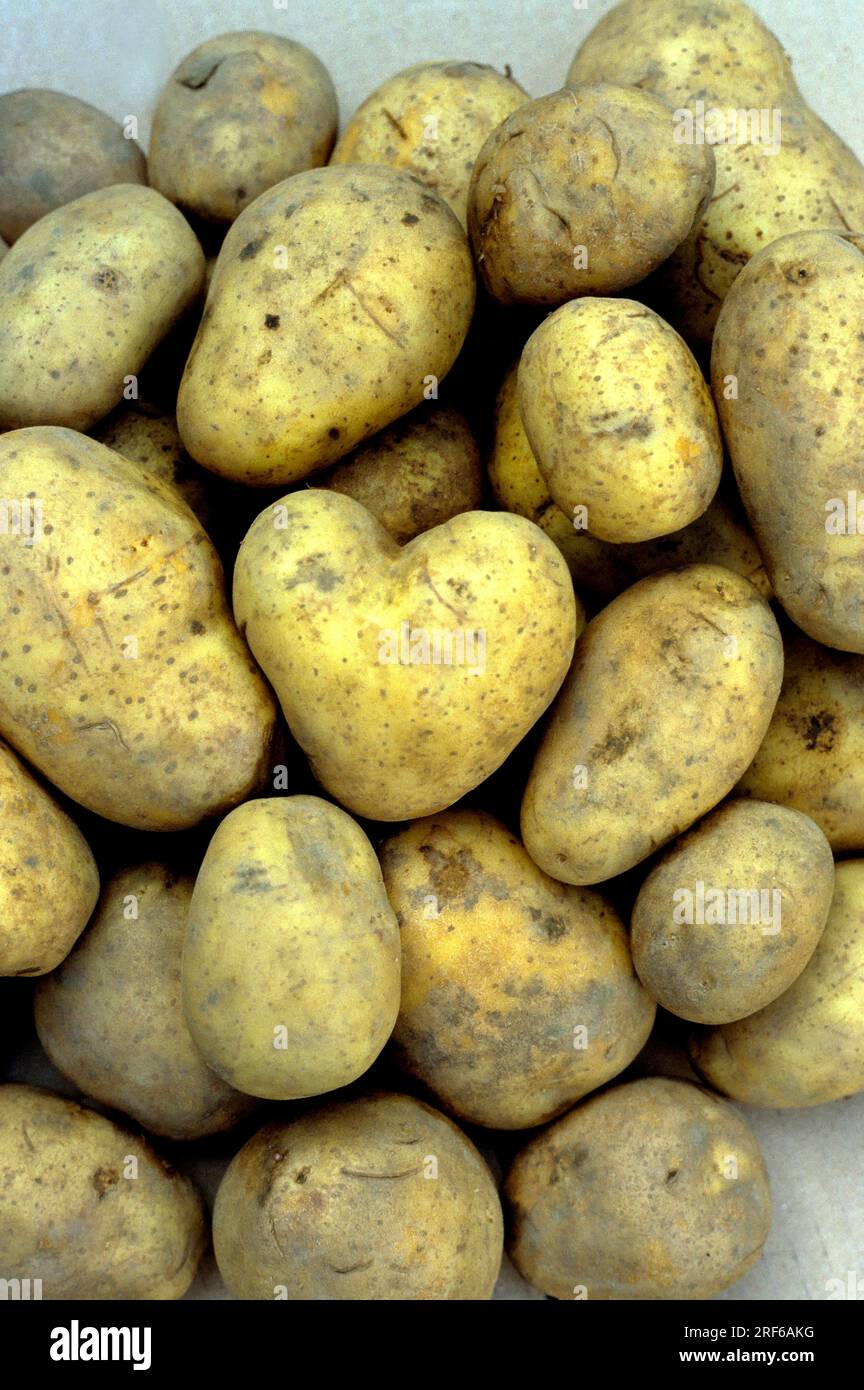 Potatoes (Solanum tuberosum), one of them heart-shaped Stock Photo
