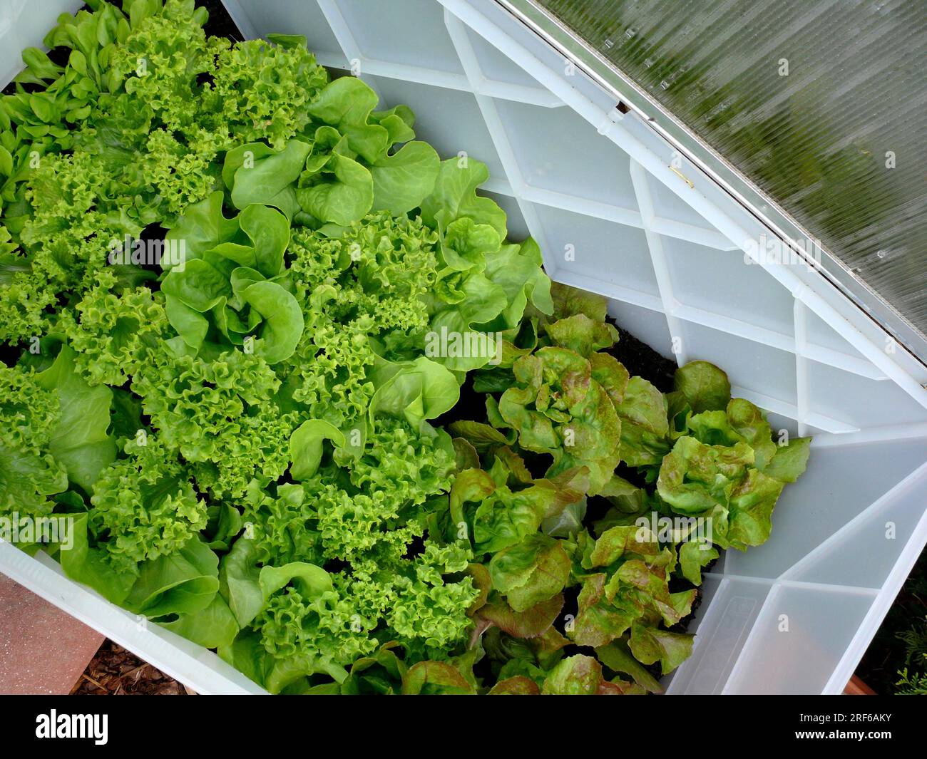 Lettuce plants in a cold frame, lettuce, head lettuce (Lactuca sativa