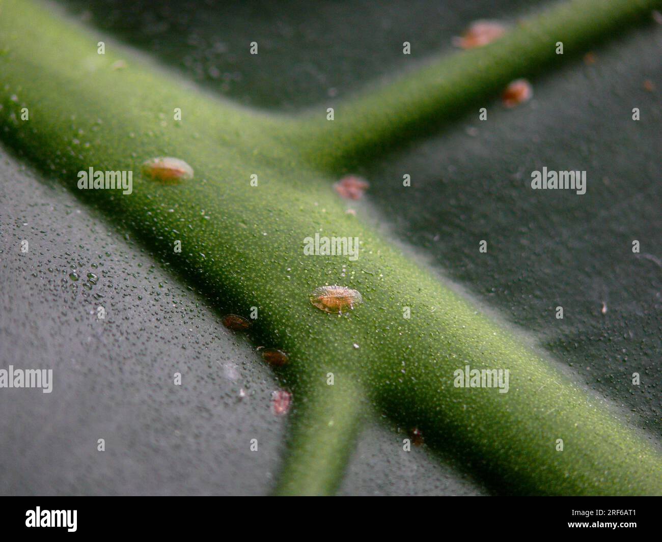 Ornamental insect pest hi-res stock photography and images - Alamy