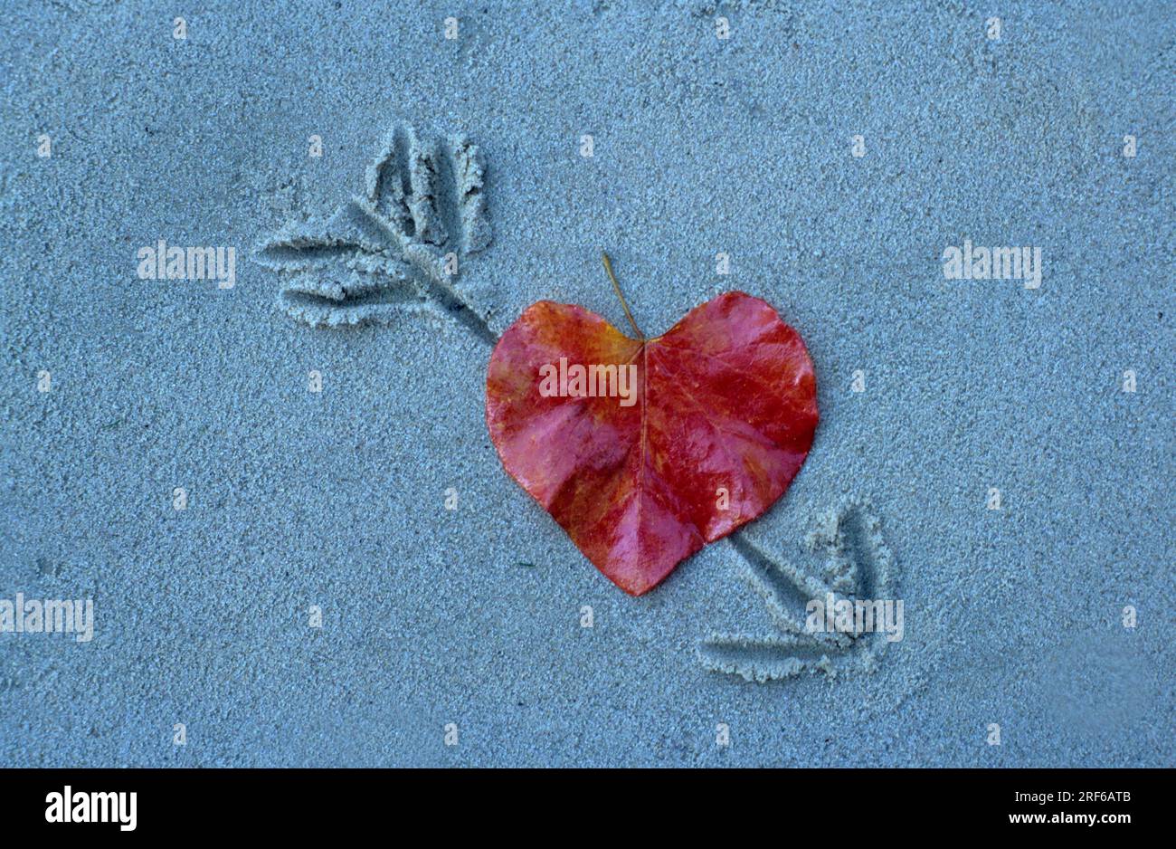 Heart-shaped leaf with arrow, Cupid through heart leaf in sand Stock Photo