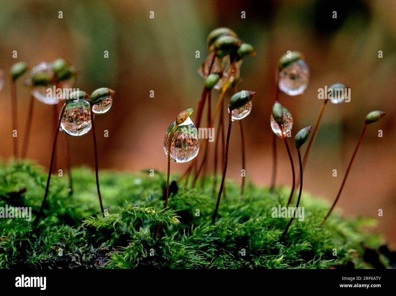 Water droplets on moss (Bryophyta) Stock Photo