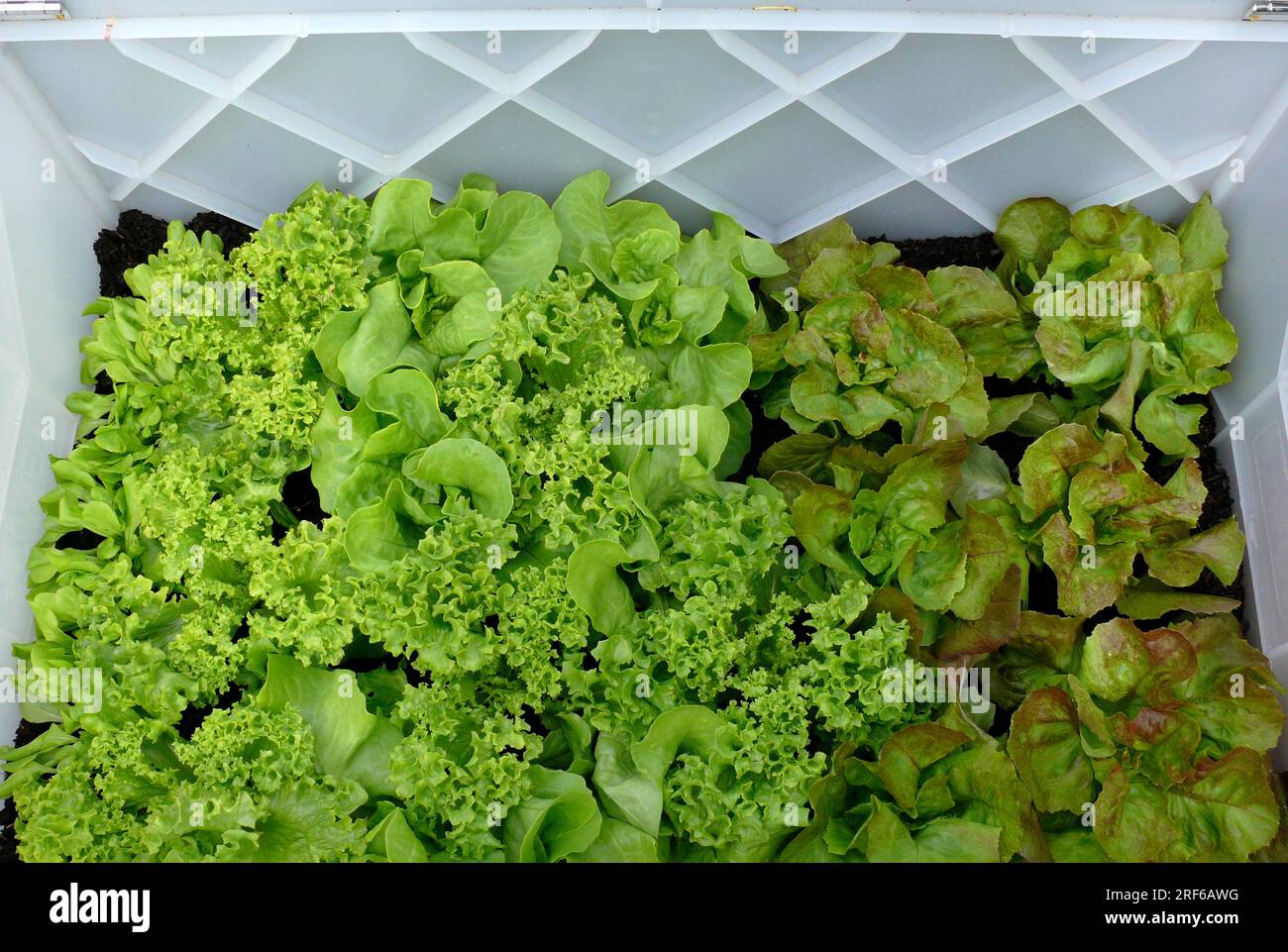 Lettuce plants in a cold frame, lettuce, head lettuce (Lactuca sativa