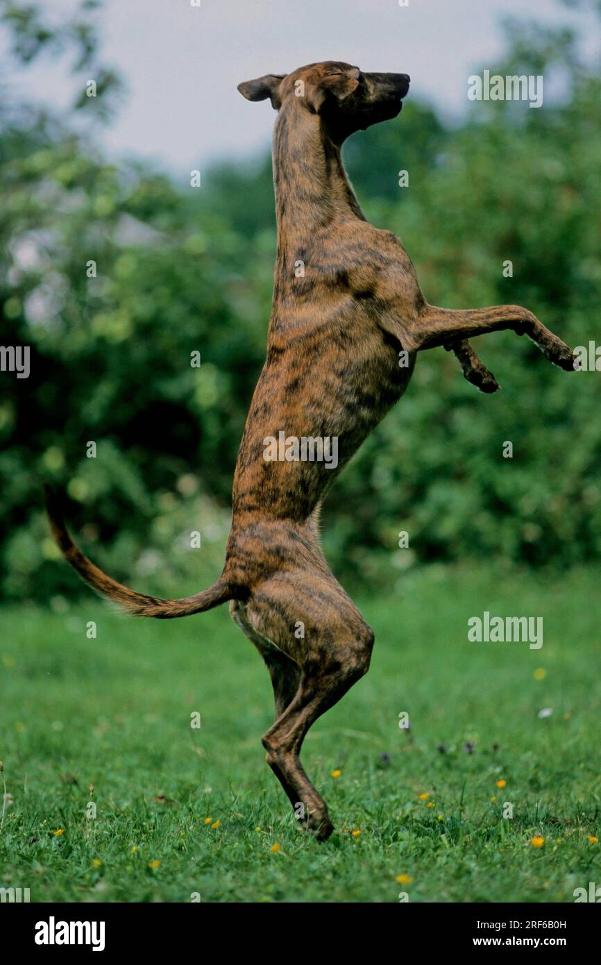 Whippet fci hotsell