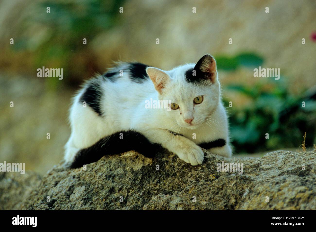 Black and white cat, kitten on stone rock Stock Photo - Alamy