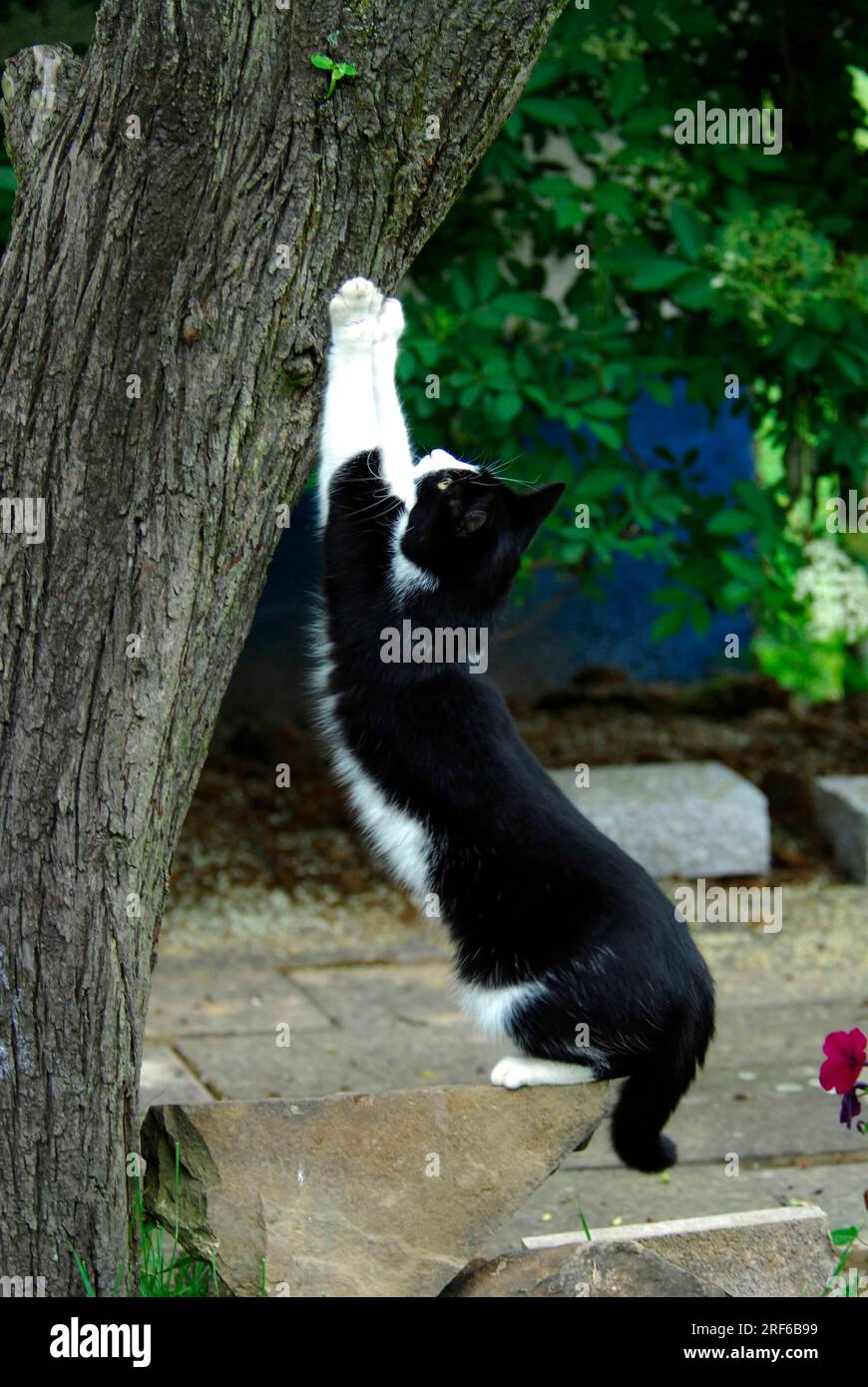 Cat Scratching Best Sale Tree Trunk