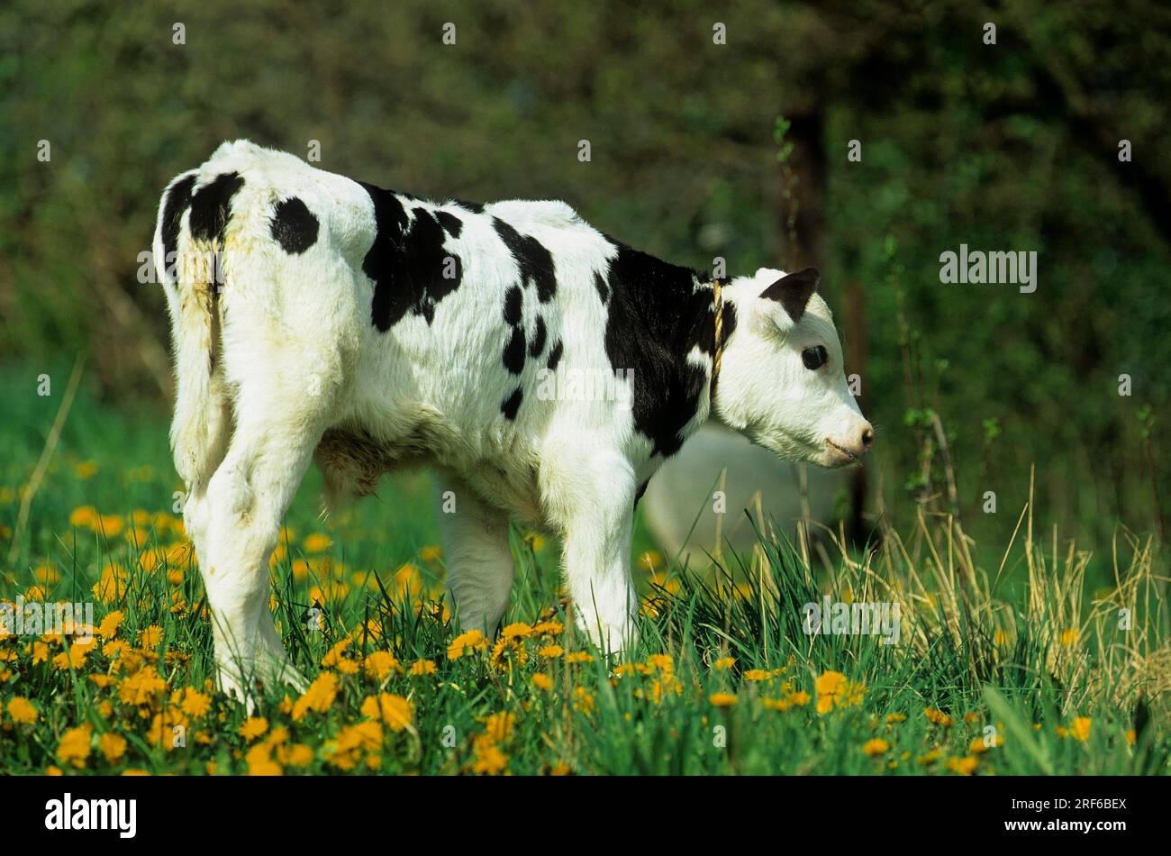 https://c8.alamy.com/comp/2RF6BEX/black-cattle-bull-calf-2RF6BEX.jpg