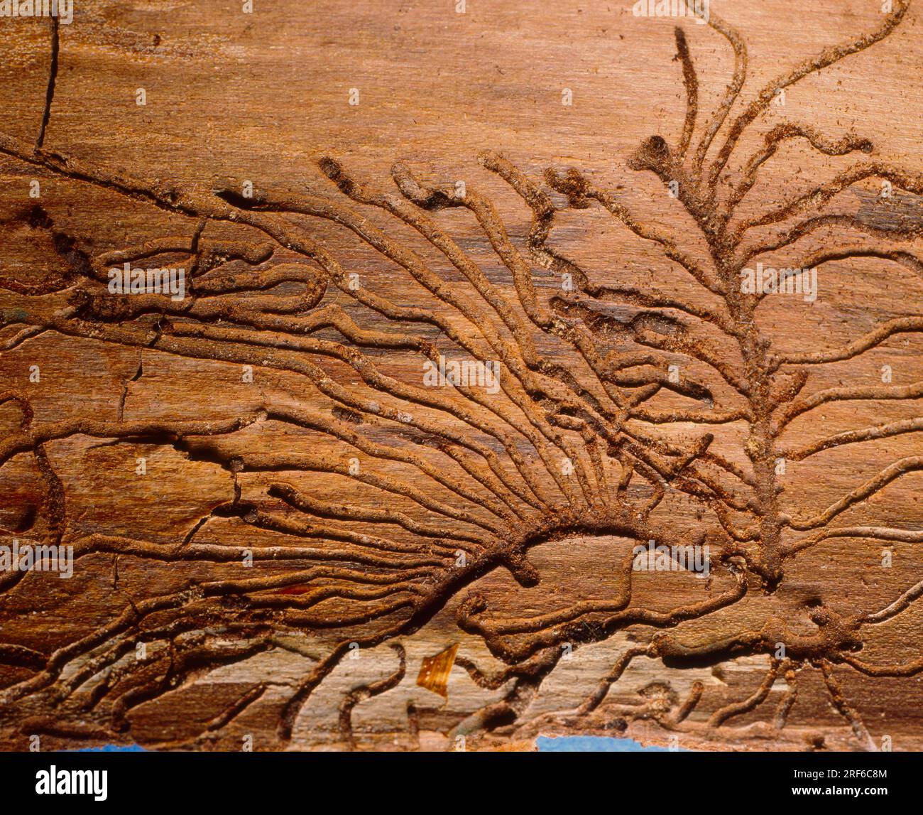 Woodworm tracks, common or common furniture beetle (Anobium punctatum) Stock Photo