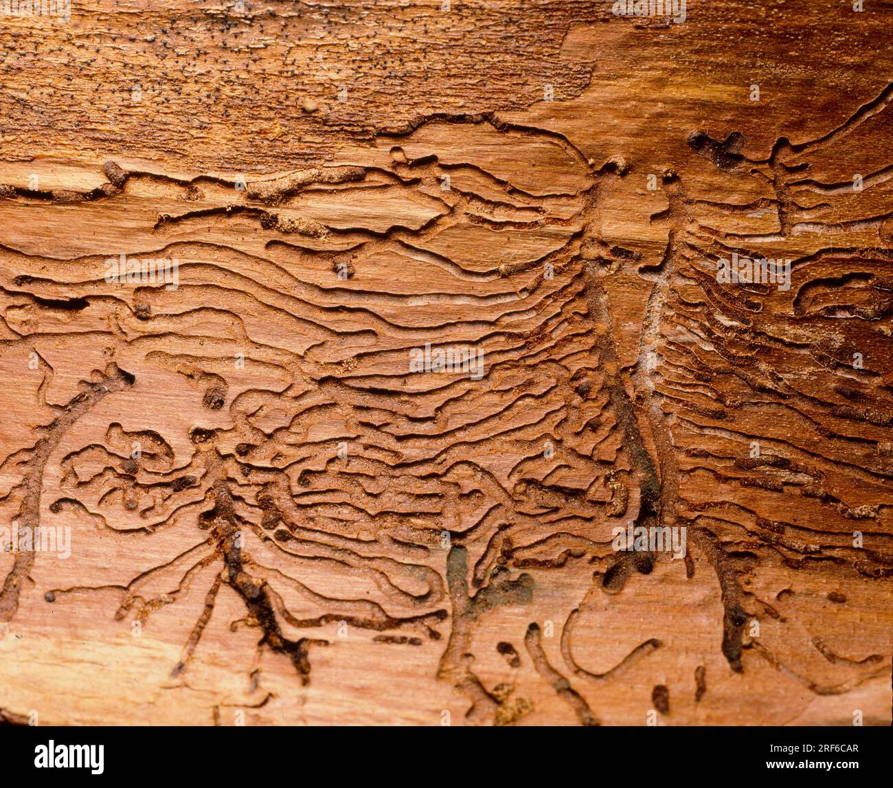 Woodworm tracks, common or common furniture beetle (Anobium punctatum