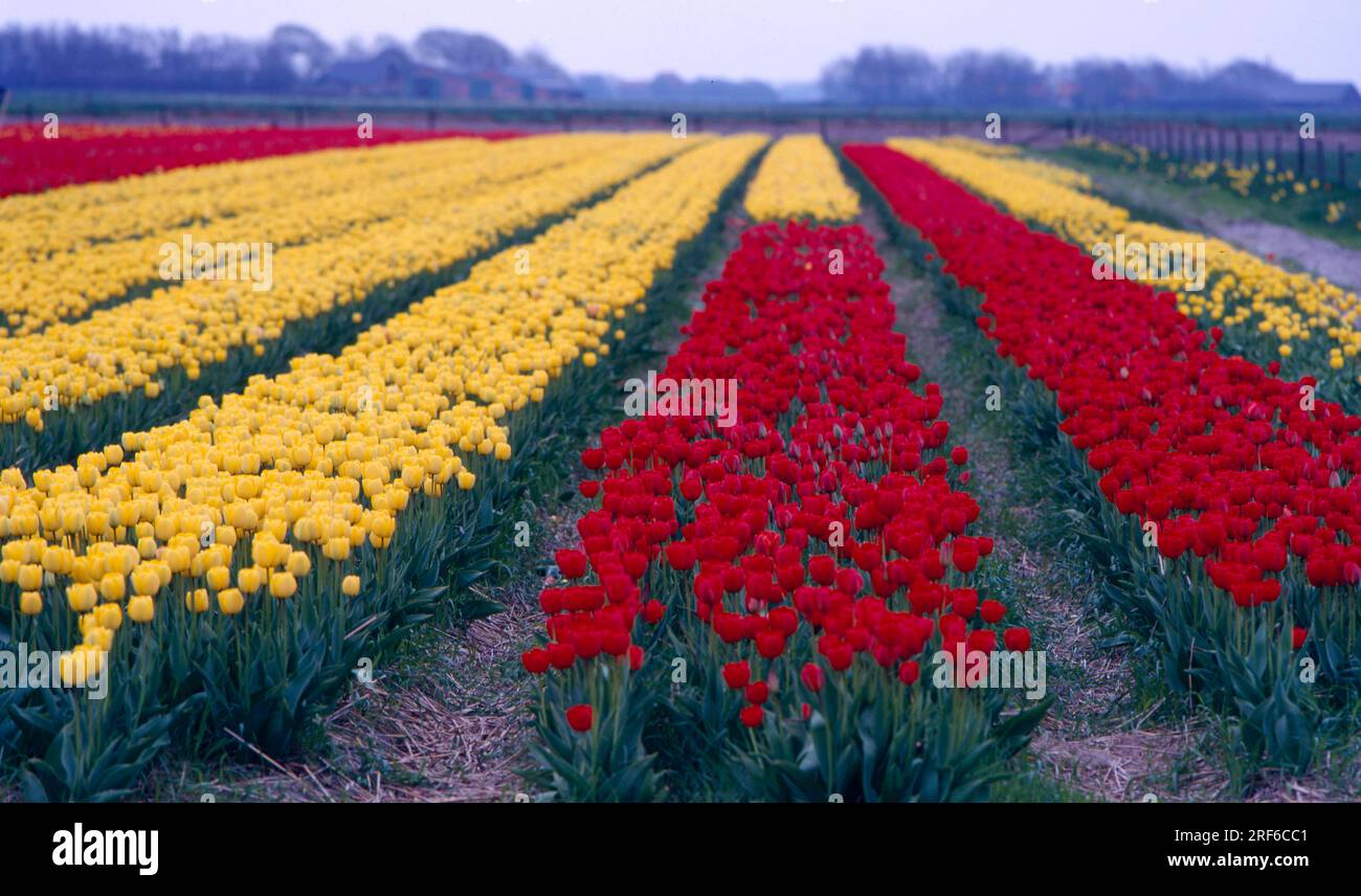 Tulip Field Holland Stock Photo - Alamy