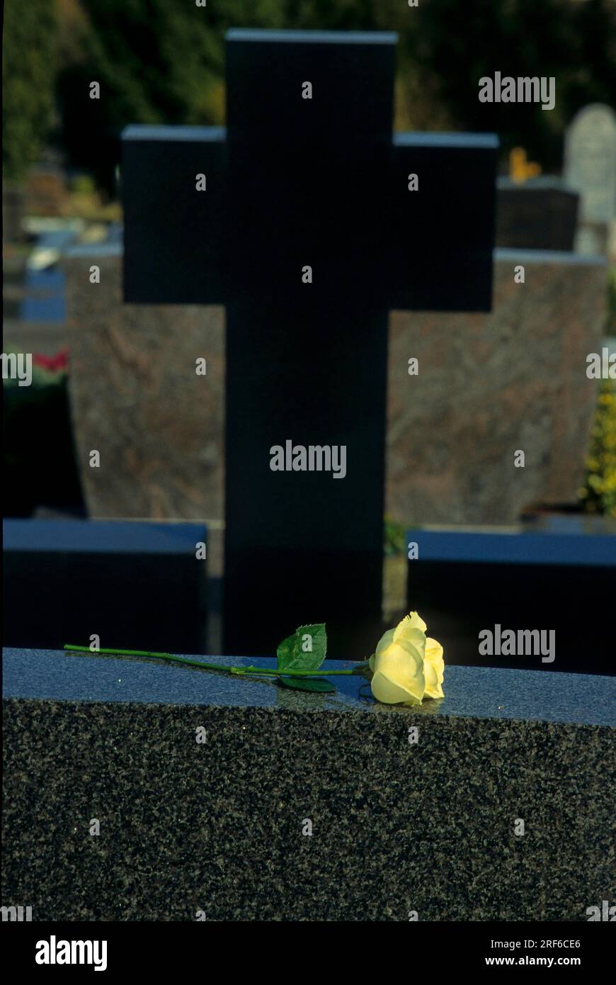 White rose on gravestone Stock Photo Alamy