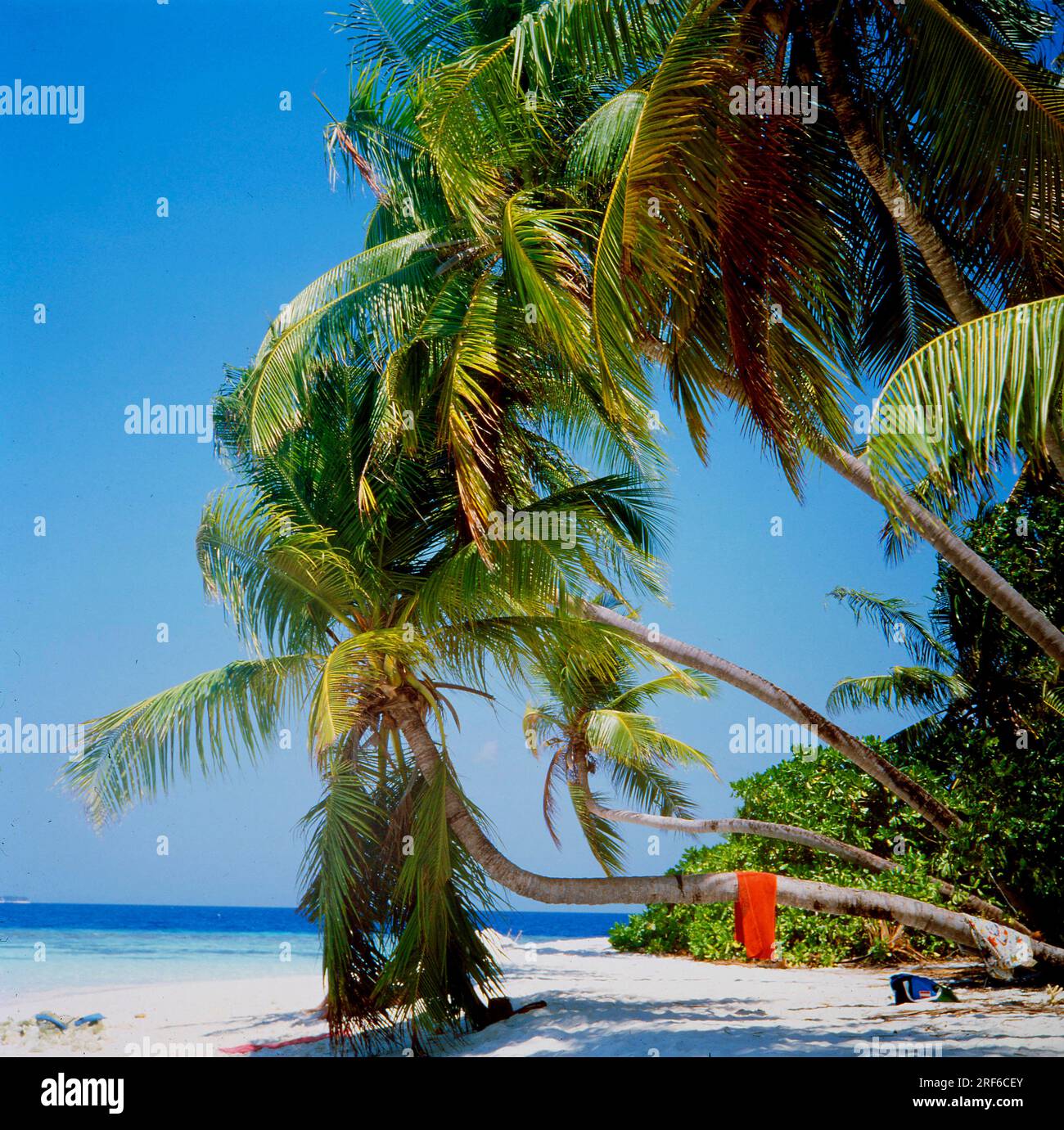 Sandy beach Beach with Plamen Maldives, Indian Ocean Stock Photo