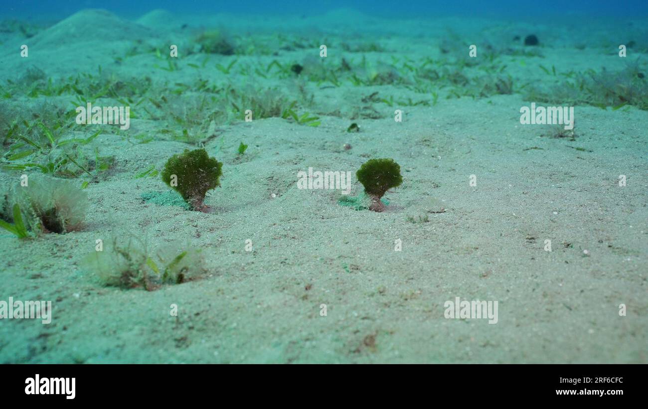 Red Sea, Egypt. 17th June, 2023. Solitary fan green seaweed (Avrainvillea erecta) on sandy bottom in daytime, Red sea, Egypt (Credit Image: © Andrey Nekrasov/ZUMA Press Wire) EDITORIAL USAGE ONLY! Not for Commercial USAGE! Stock Photo