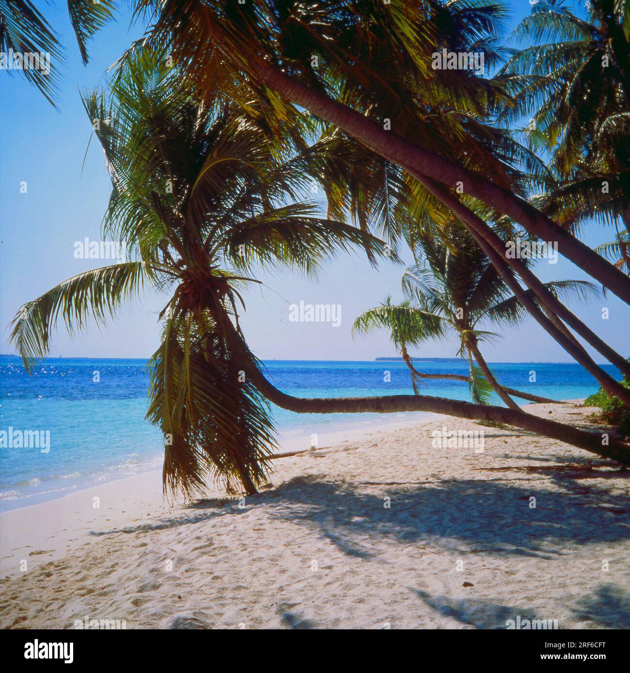 Sandy beach Beach with Plamen Maldives, Indian Ocean Stock Photo