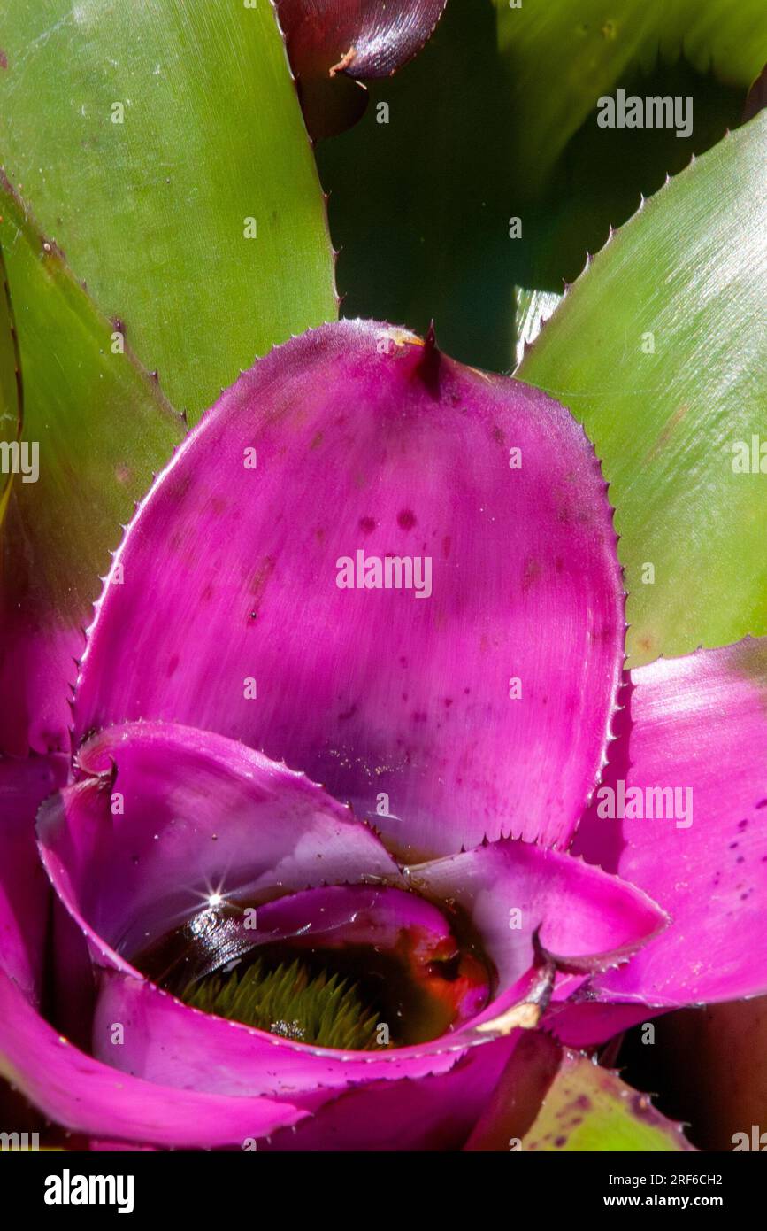 Neoregelia with Purple/Pink centre, cultivated, Malanda, Australia. Stock Photo