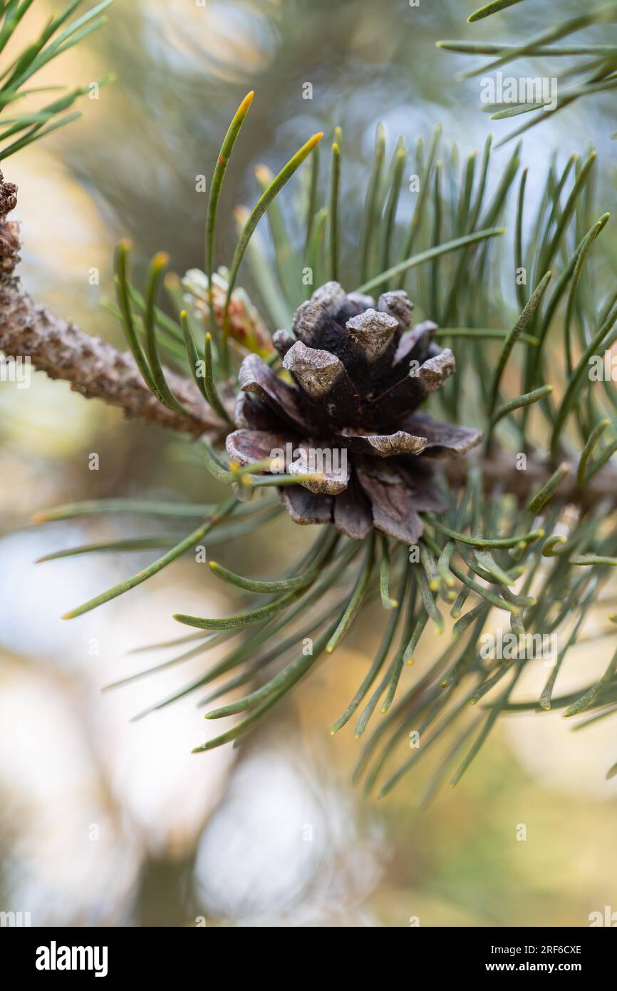 Bog pine (Pinus mugo subsp. rotundata), cone in close-up, Black Forest, Baden-Wuerttemberg, Germany Stock Photo