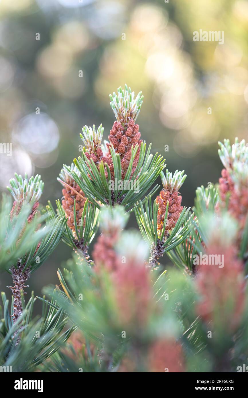 Bog pine (Pinus mugo subsp. rotundata), young cones on branch, Baden-Wuerttemberg, Germany Stock Photo