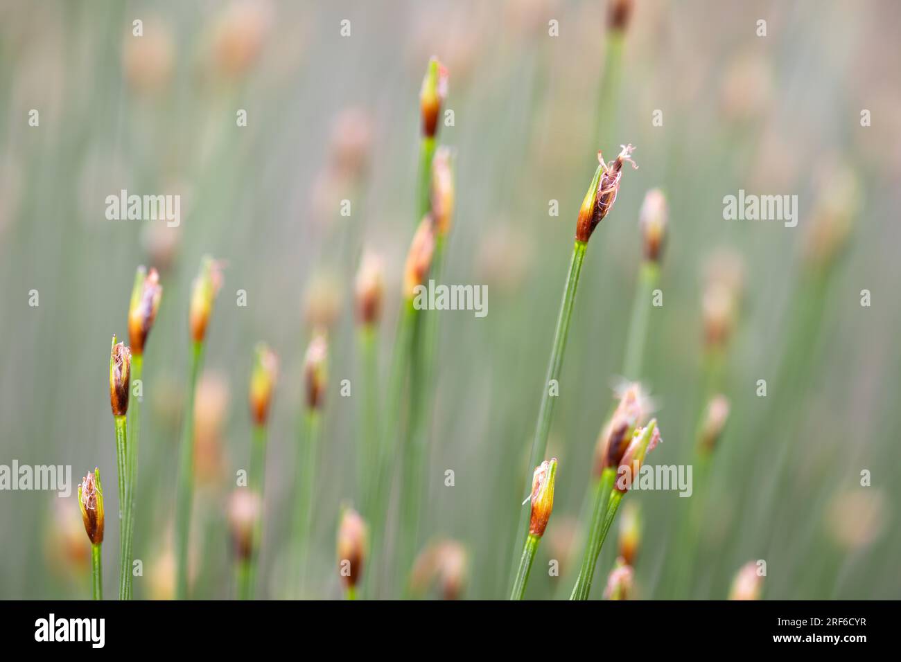 Deergrass (Trichophorum cespitosum), inflorescences, Harz National Park, Saxony-Anhalt, Germany Stock Photo