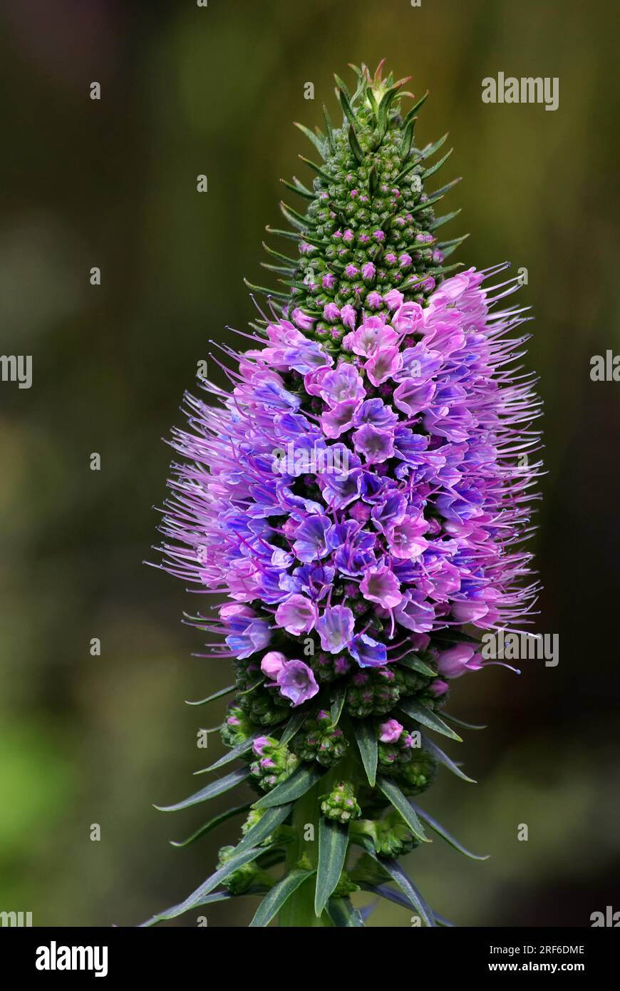 Pride Of Madeira Echium Candicans
