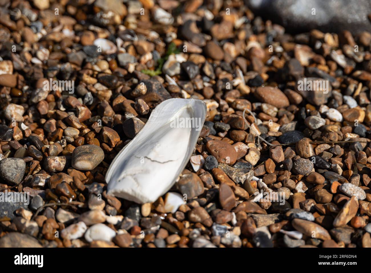 Cuttlefish on a pebble beach at Worthing, West Sussex, UK Stock Photo