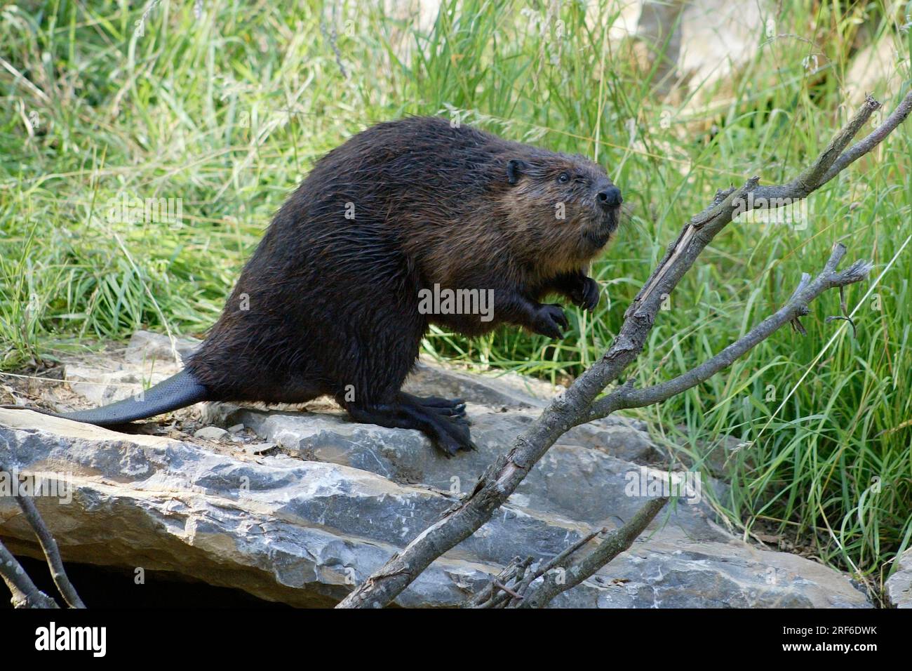 North American Beaver (Castor canadensis Stock Photo - Alamy