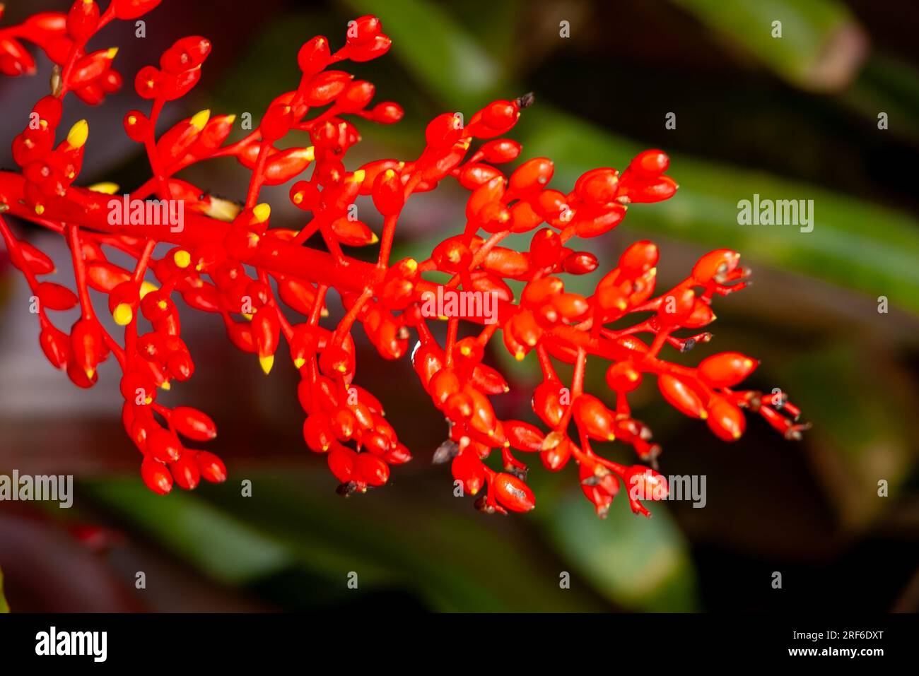 Bromeliad, Aechmea, inflorescence, red, blue, cultivated, Malanda, Australia. Stock Photo