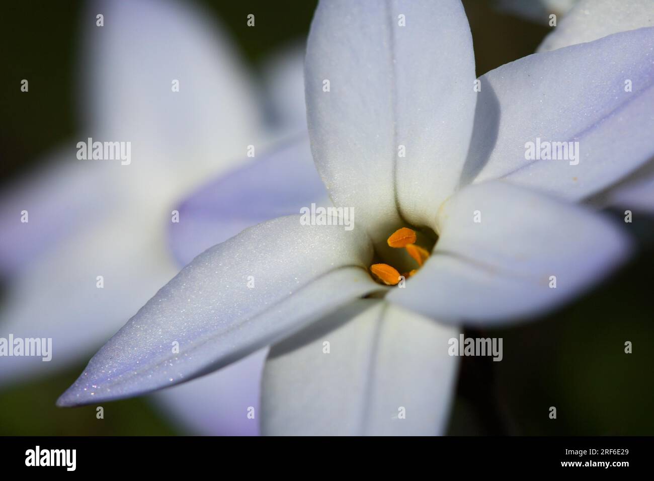 'Album' - Starflower (Ipheion uniflorum) Spring Star Stock Photo