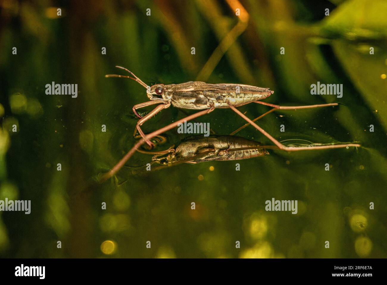 Pond skater, common pond skater (Gerris lacustris) on the water surface