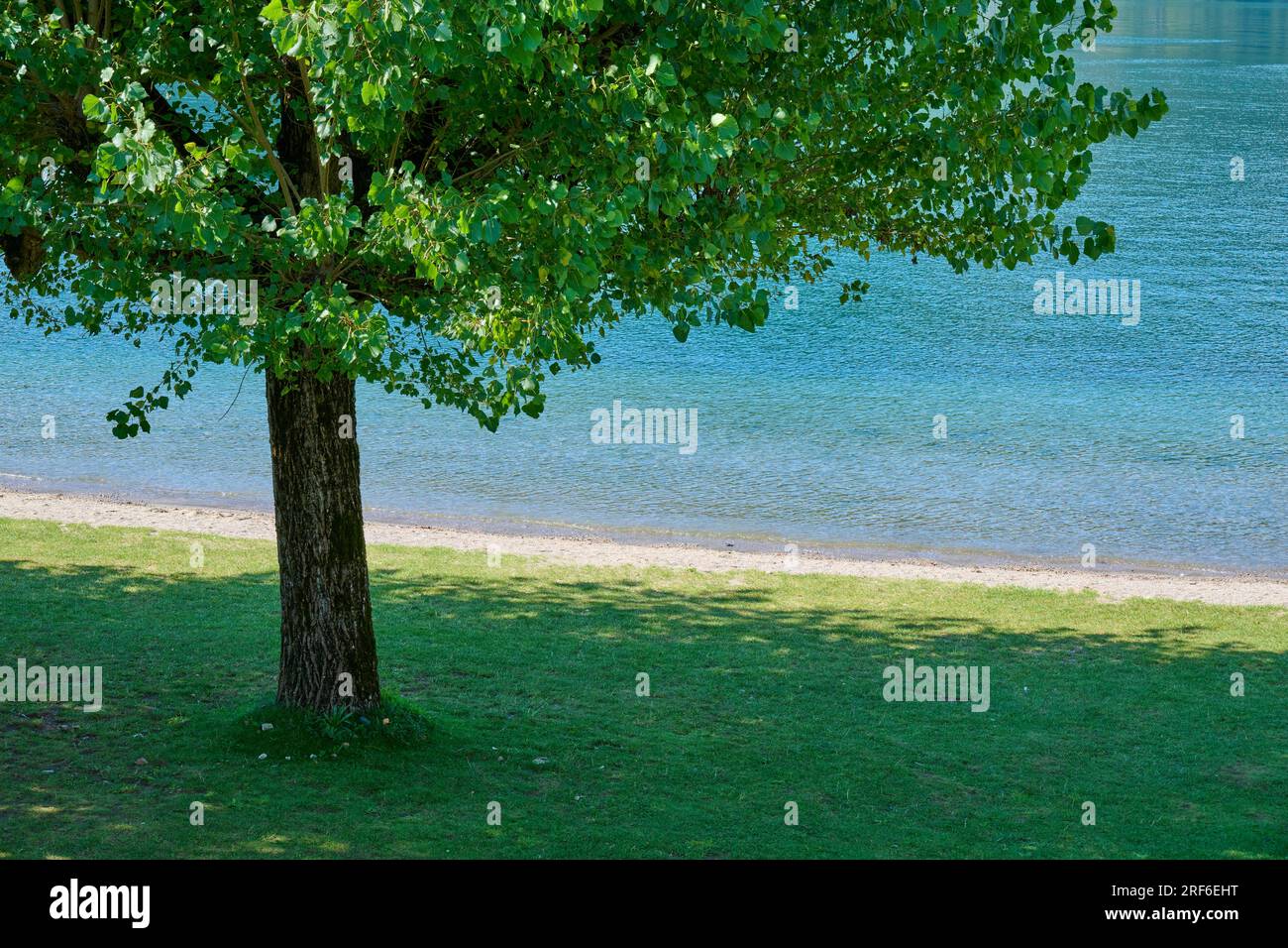 Lawn, Tree, Outdoor pool, Summer, Lake Millstatt, Millstatt, Carinthia