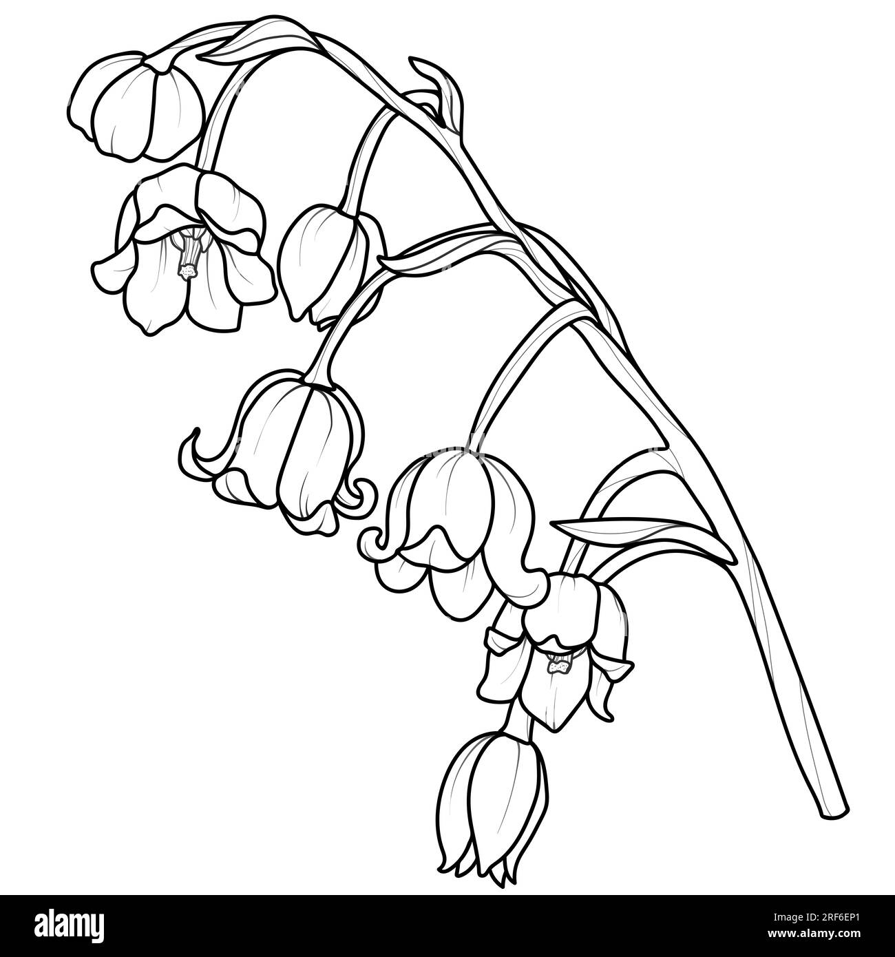 Cute hand drawn isolated black outline of lily of the valley branch. Stock Photo