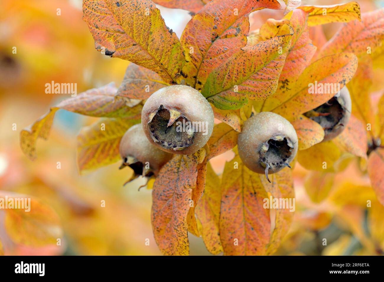 Common medlar (Mespilus germanica), branch with fruit, Moselle, Rhineland-Palatinate, Germany Stock Photo