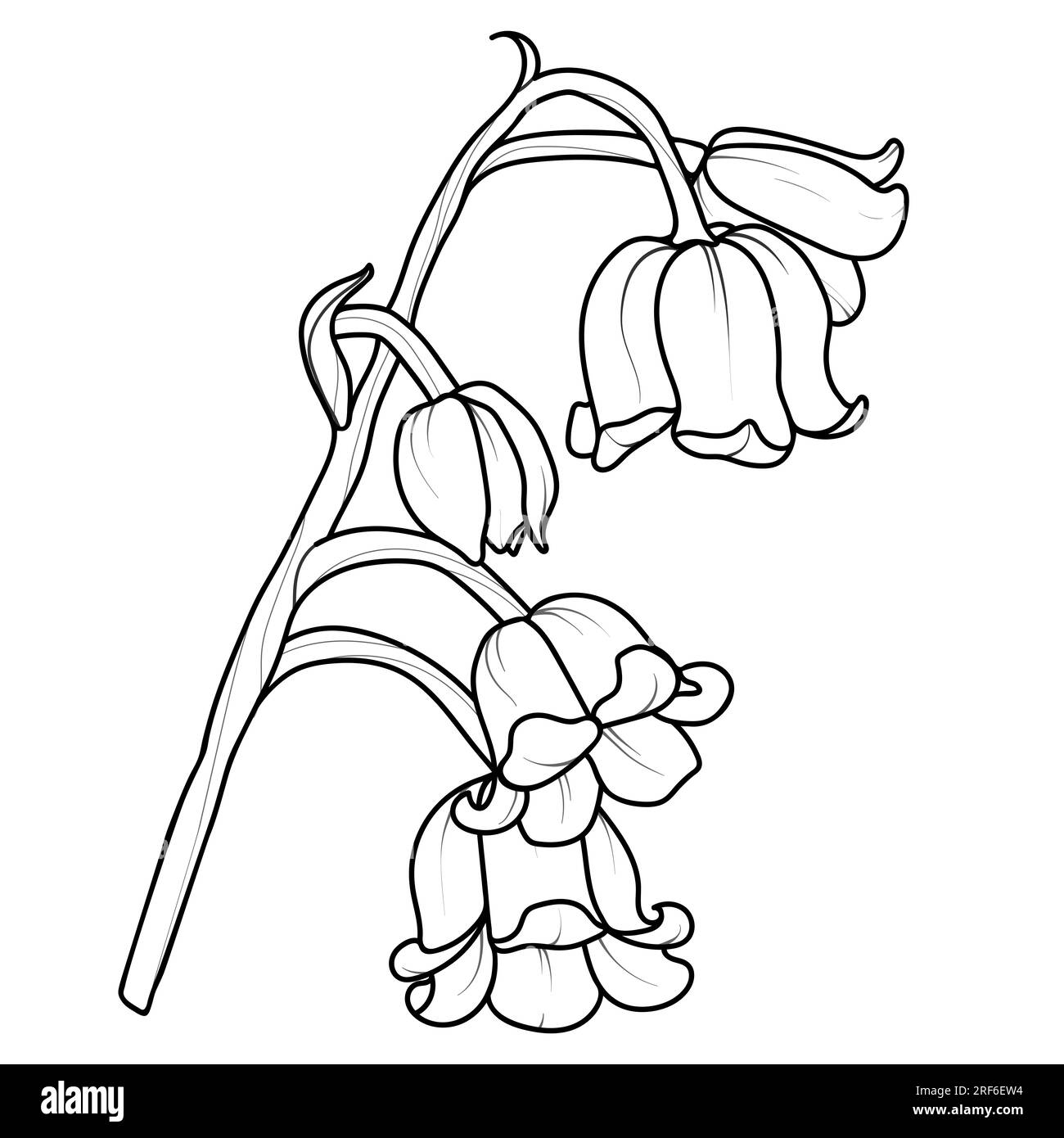 Cute hand drawn isolated black outline of lily of the valley branch. Stock Photo