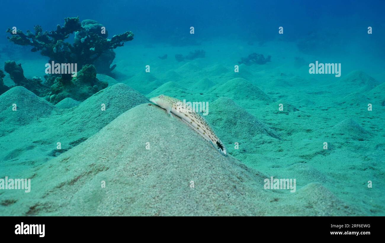 Sandperch on sandy bottom. Speckled Sandperch or Blacktail grubfish (Parapercis hexophtalma) lies on hilly sands seabed on the depth, Red sea, Egypt Stock Photo
