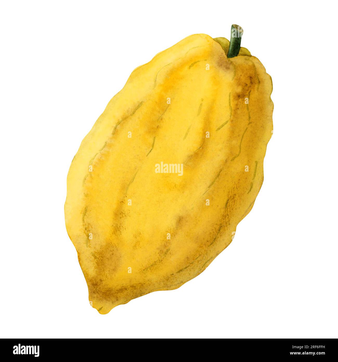 Sukkot etrog fruit for Jewish holiday species watercolor illustration