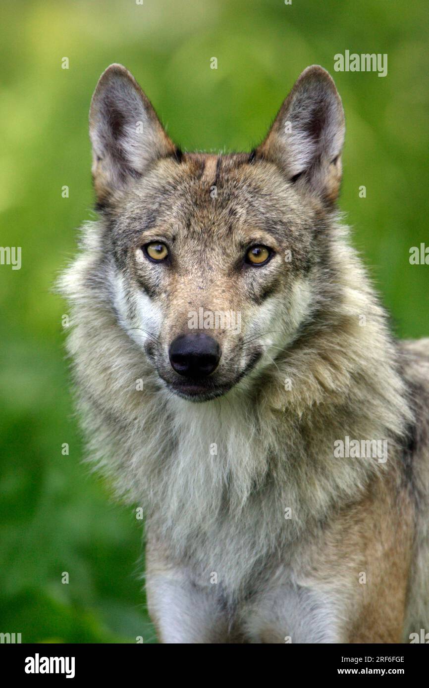Grey Wolf (Canis lupus) Stock Photo