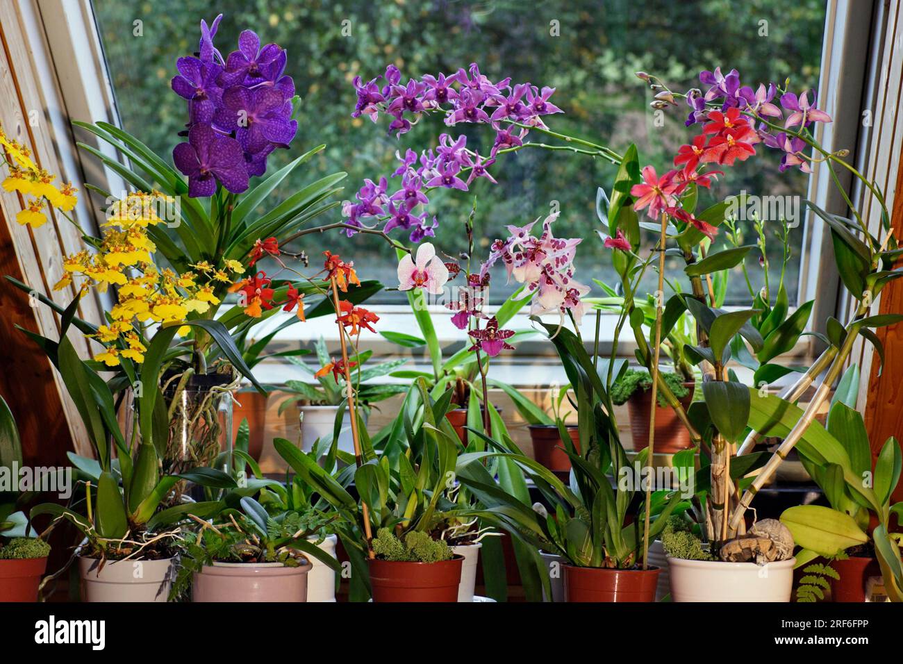 Hybrid orchids on windowsill Stock Photo Alamy