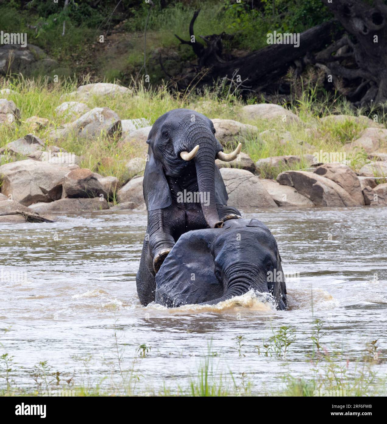 Bull elephant tusks interaction hi-res stock photography and images - Alamy