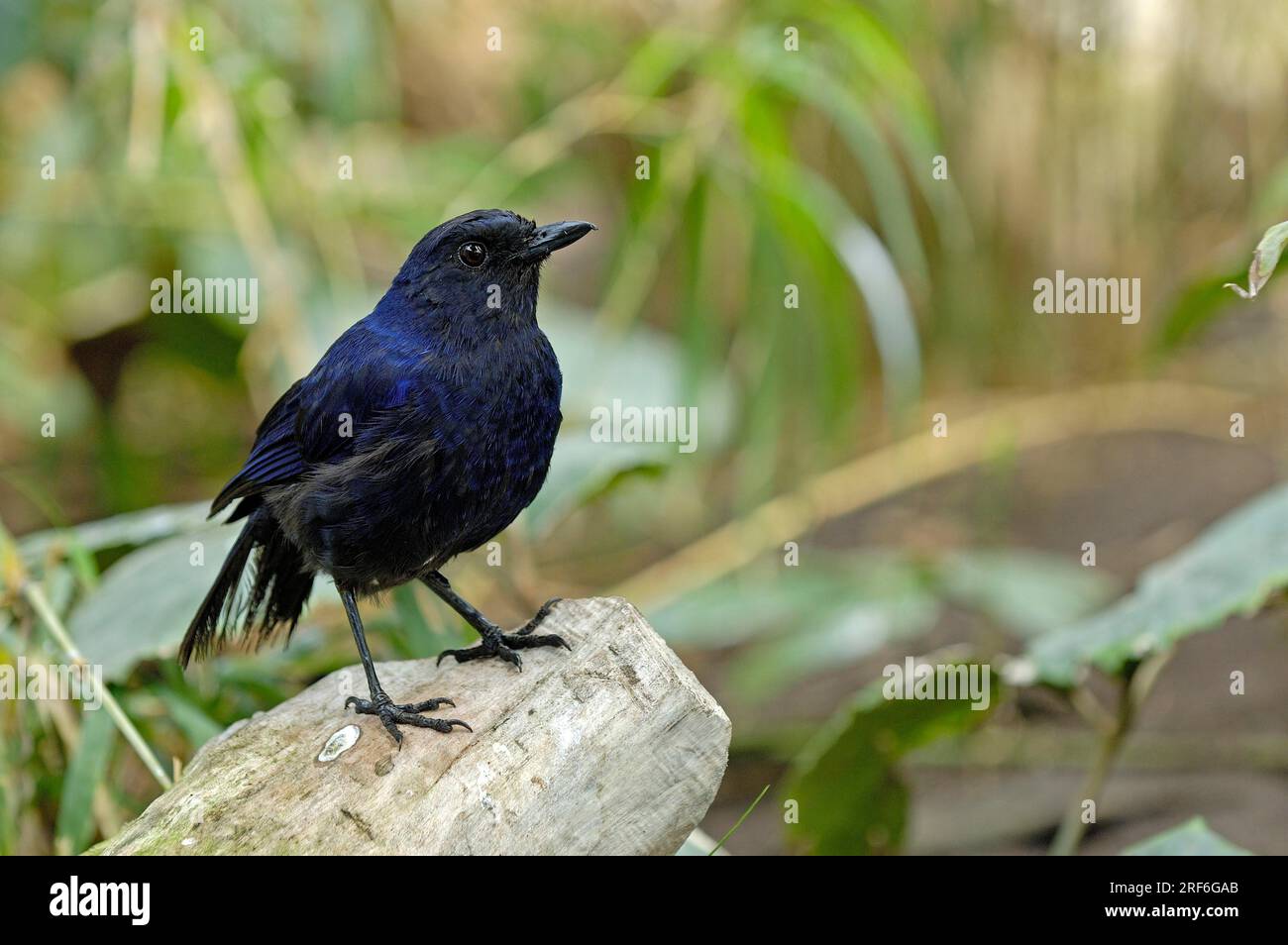 Sunda Insect Sunda thrush hi-res stock photography and images - Alamy