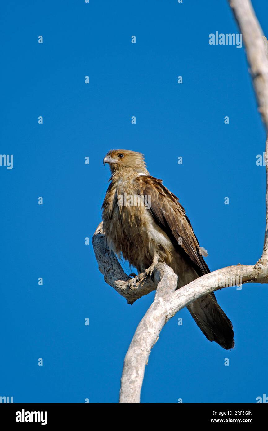 Whistling Kite (Haliastur sphenurus), Kakadu national park, Northern