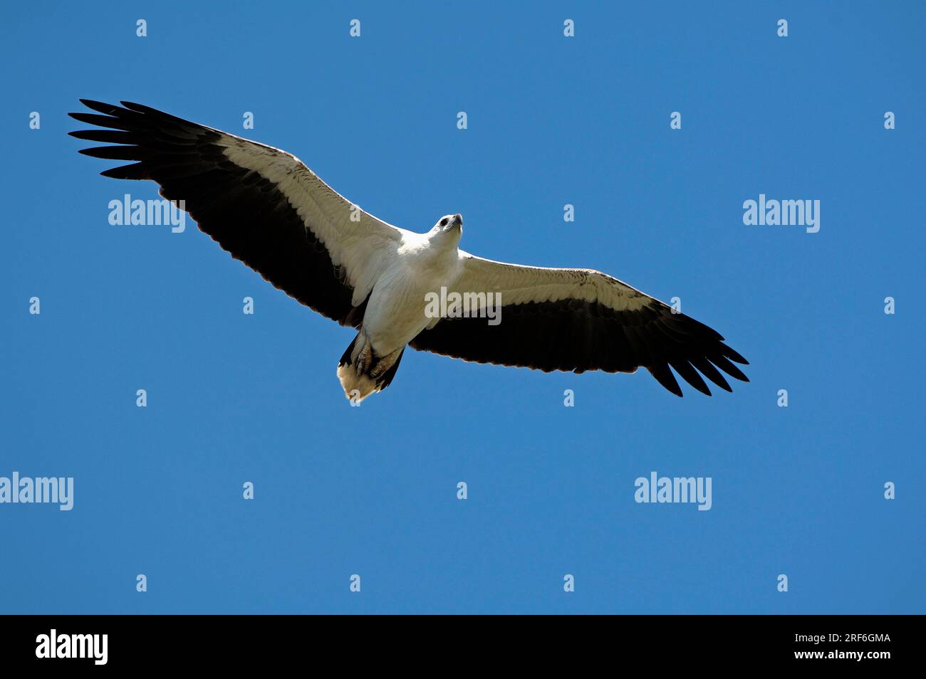 White bellied sea eagles hi-res stock photography and images - Alamy