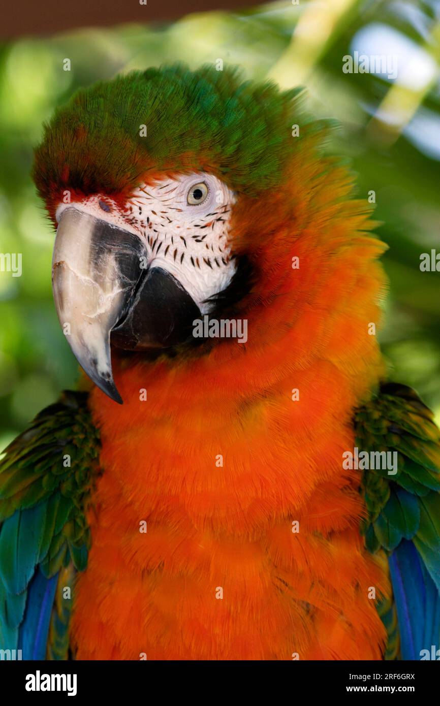 Macaw hybrid Stock Photo