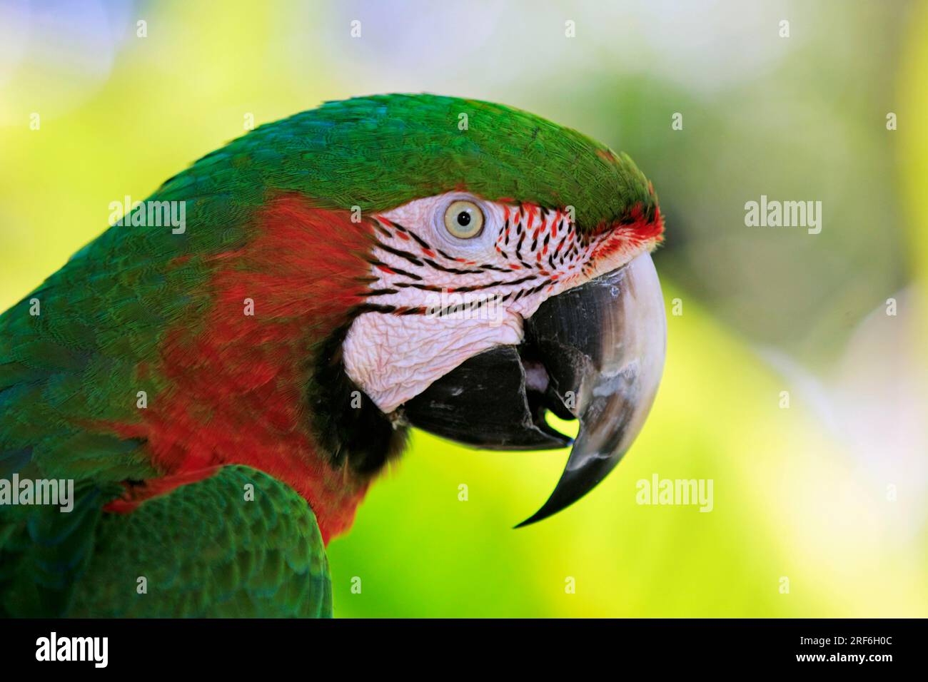 Macaw hybrid, lateral, profile Stock Photo