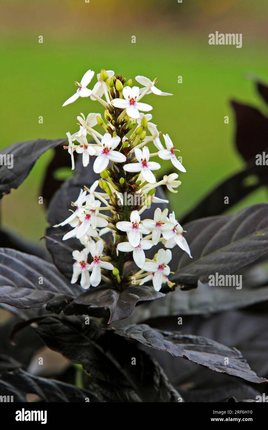 Black magic, Florida (Eranthemum nigrum), USA Stock Photo