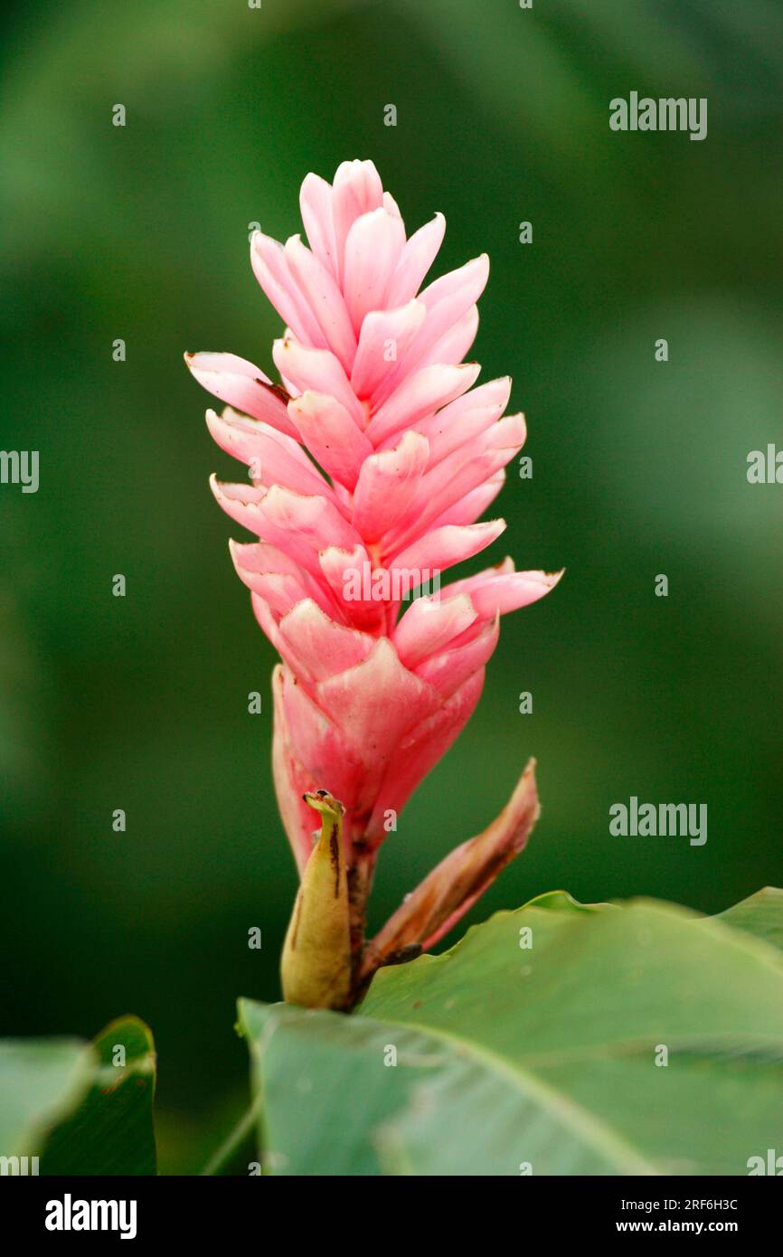 Turmeric, Indian Saffron (Curcuma longa) Stock Photo