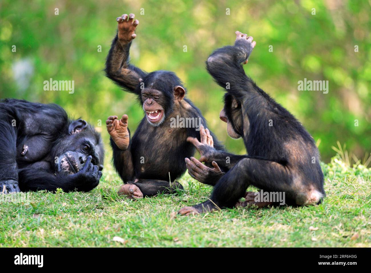 Chimpanzee adult with young common chimpanzee pan troglodytes stock