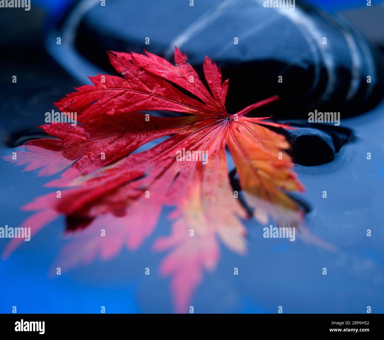 Fullmoon Maple (Acer japonicum aconitifolium), Leaf in water, Japanese