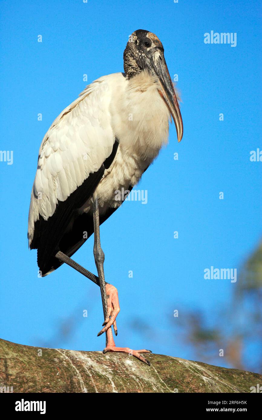 Wood stork (Mycteria americana), Florida, American Bald Ibis, USA Stock ...