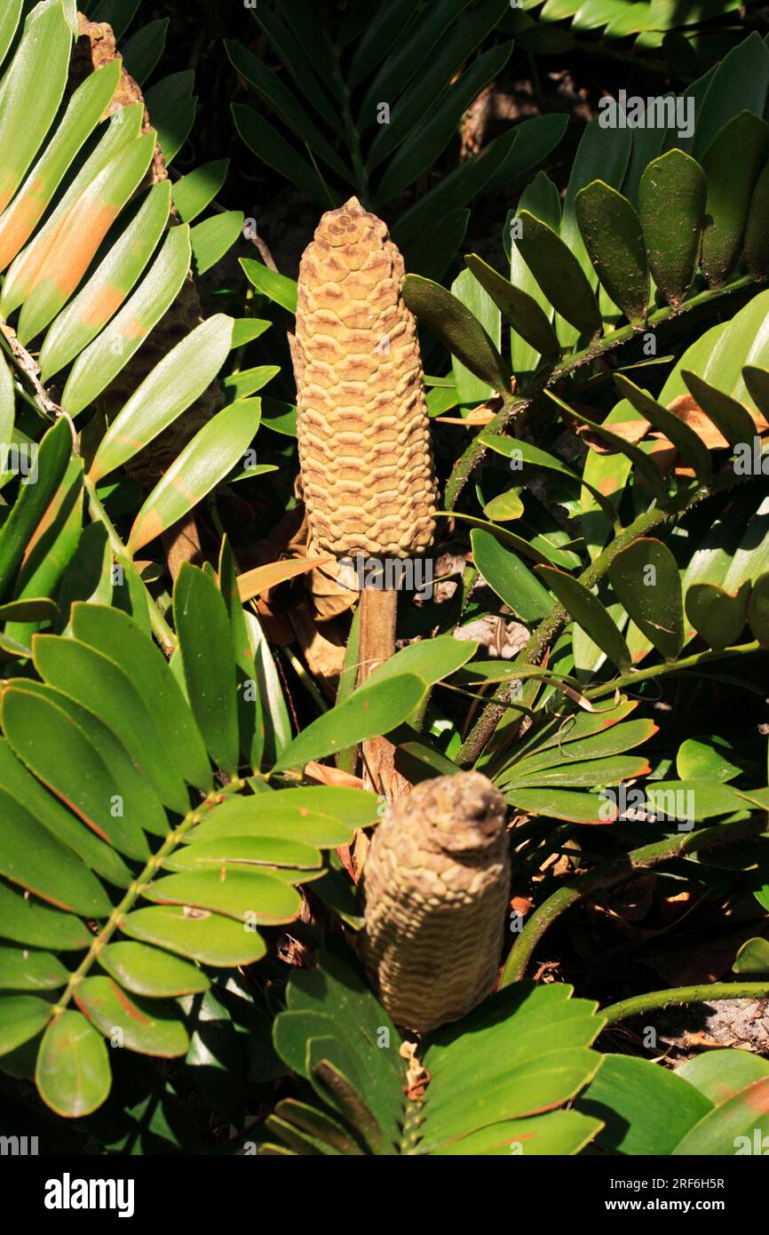 Poplar plant (Zamia furfuracea) Stock Photo
