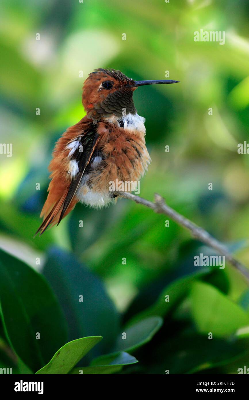 Cinnamon Hummingbird, meannish, Arizona, rufous hummingbird (Selasphorus rufus), USA Stock Photo