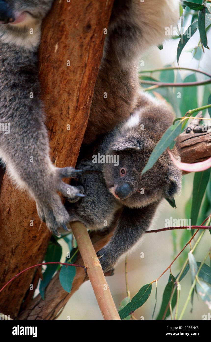 Baby koala australia hi-res stock photography and images - Alamy