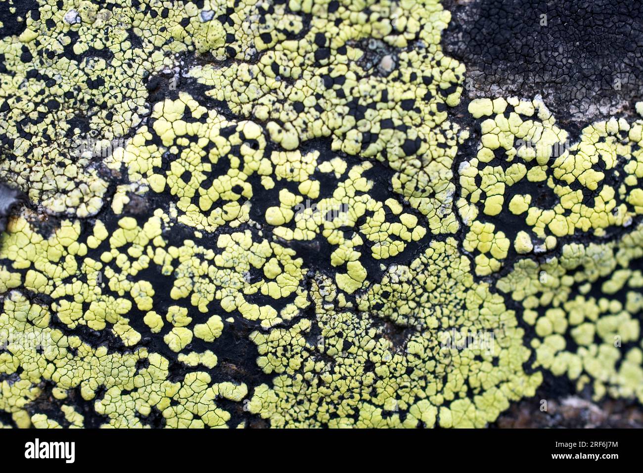 Atlas Lichen, Austria (Rhizocarpon geographicum) Stock Photo